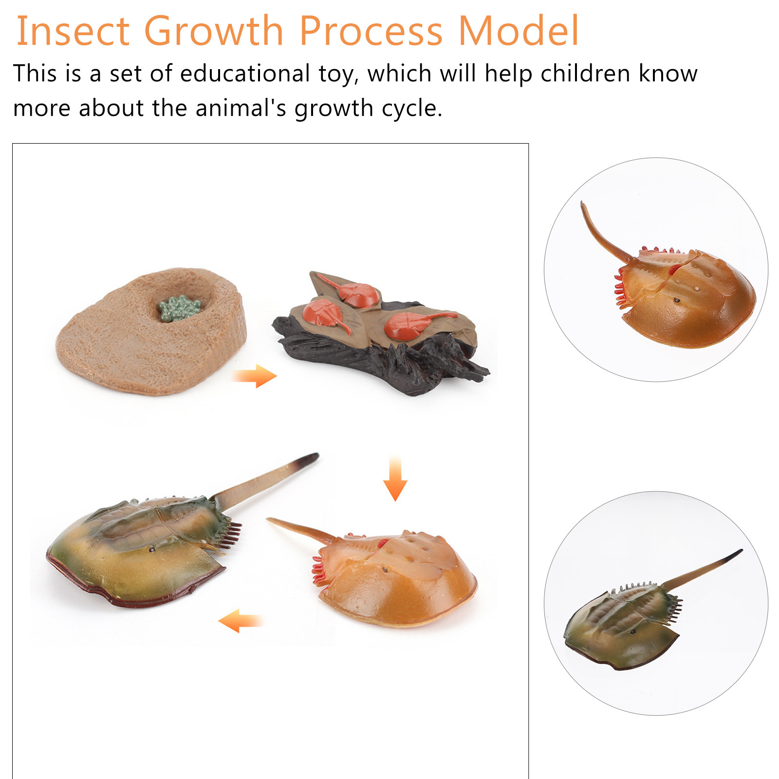 1Set Horseshoe Growth Cycle Sc - Science Nursery avis et prix