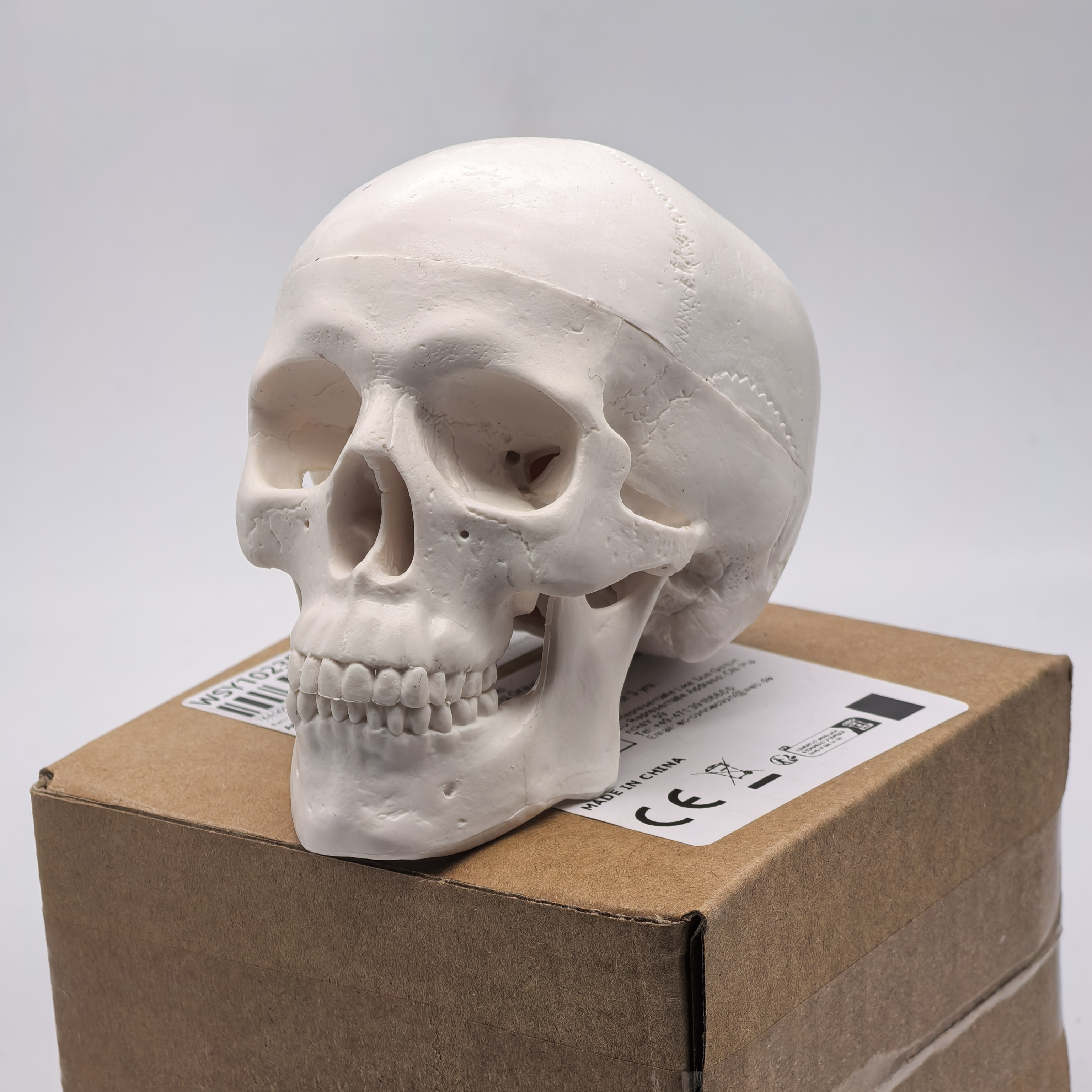 table Human Skull Model - Anat - Science For K1 avis et prix