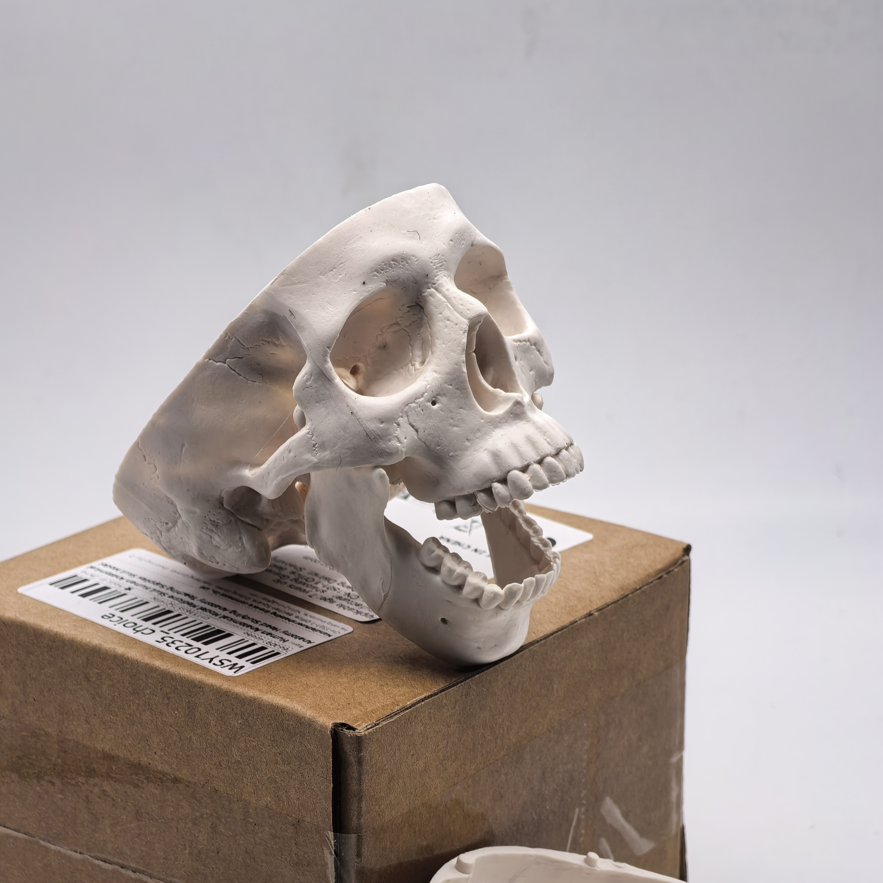 table Human Skull Model - Anat - Science For K1 avis et prix