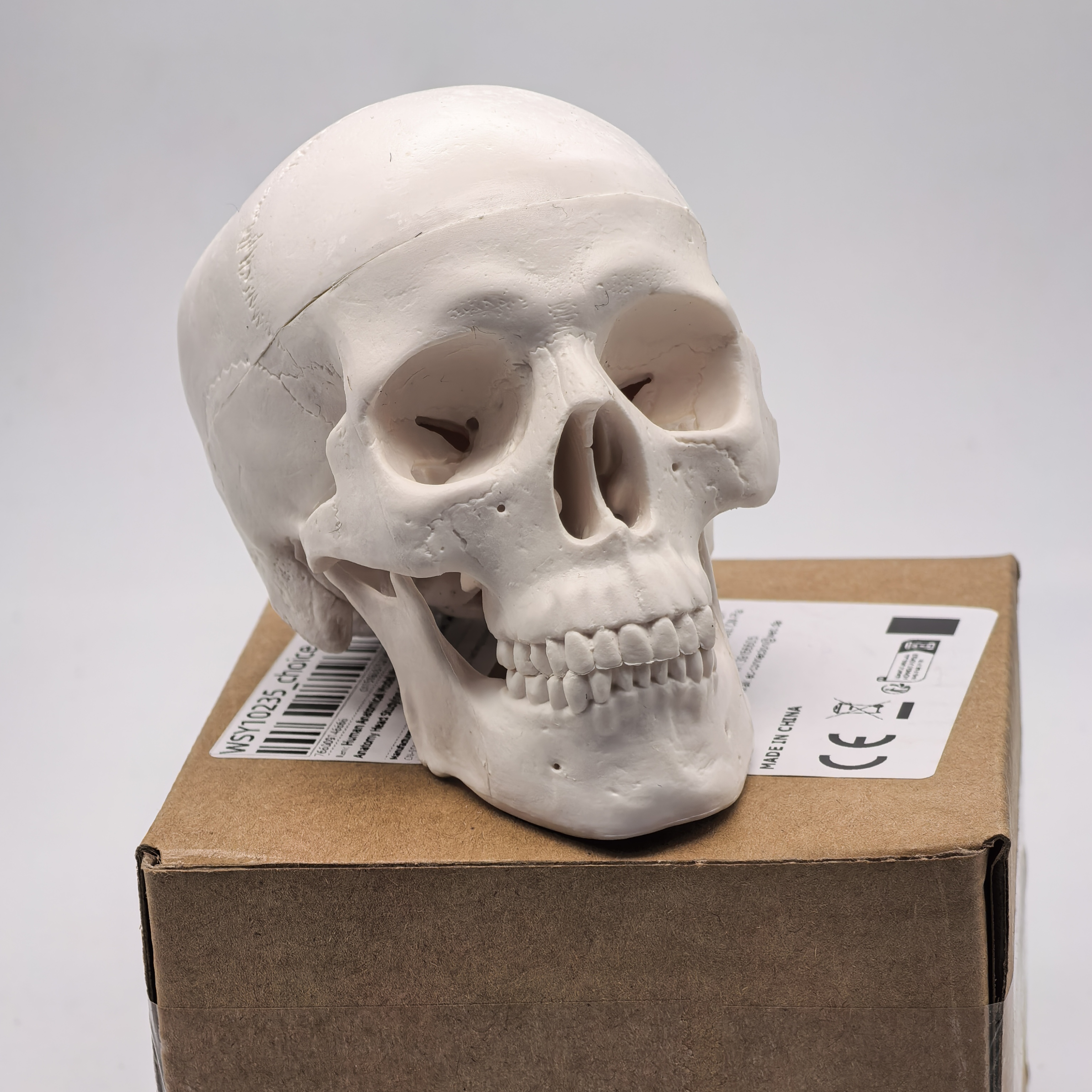 table Human Skull Model - Anat - Science For K1 avis et prix