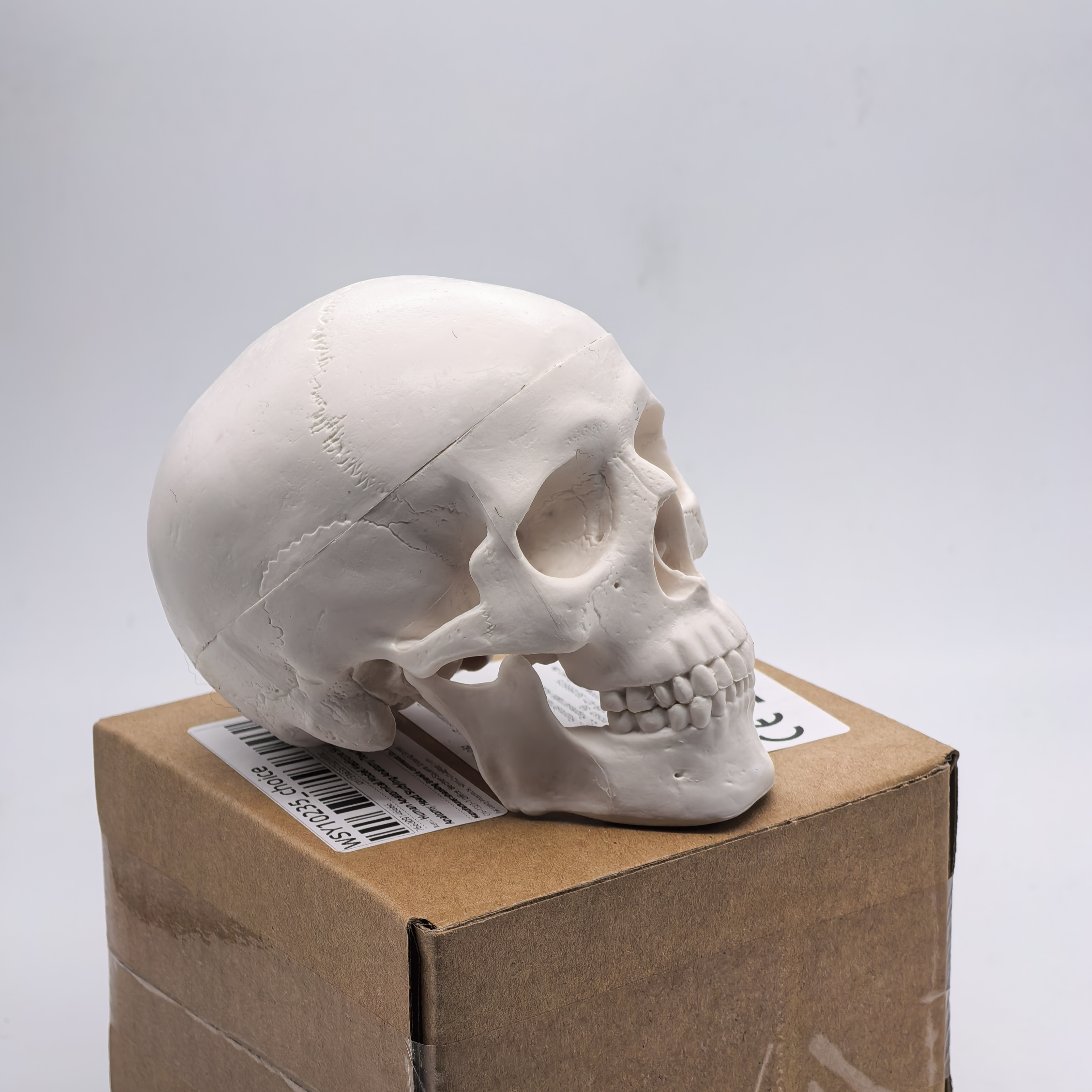 table Human Skull Model - Anat - Science For K1 avis et prix