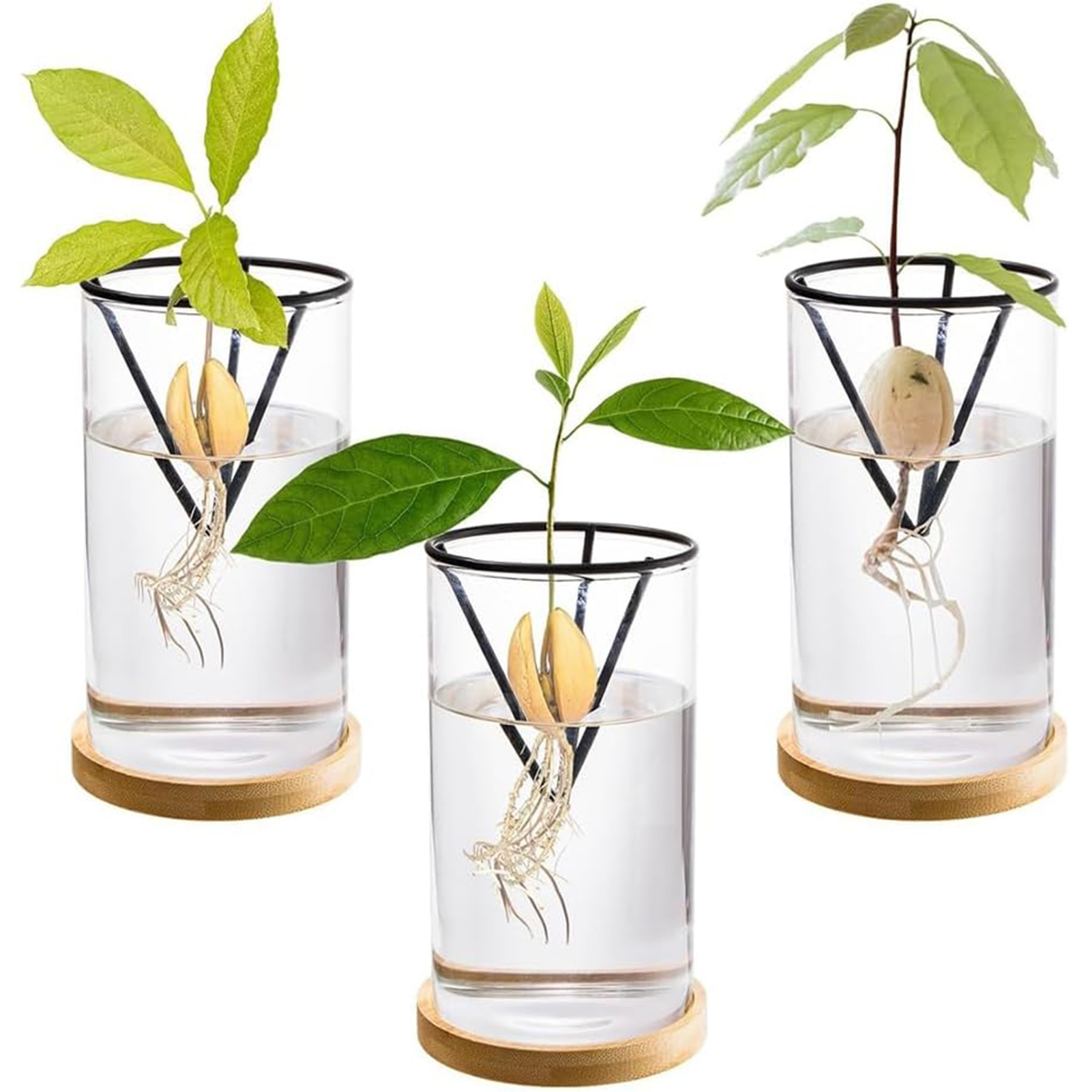 1Set Avocado Tree Growing Kits - Crystal Growing Kit avis et prix