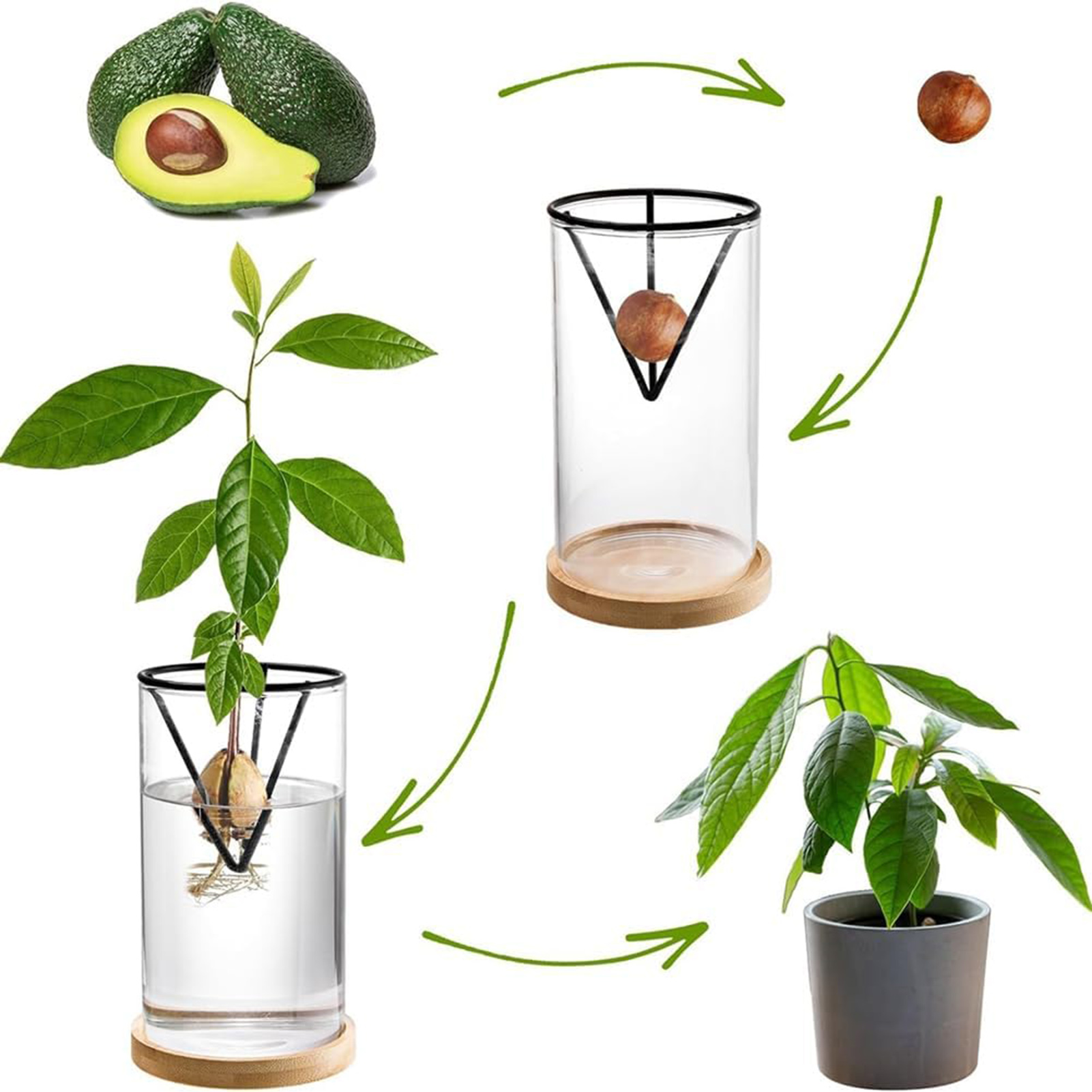 1Set Avocado Tree Growing Kits - Crystal Growing Kit avis et prix