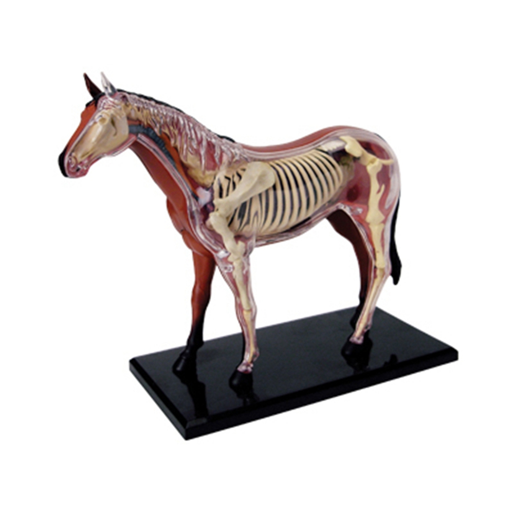 Animal Organ Anatomy Model 4D  - Science Toys avis et prix