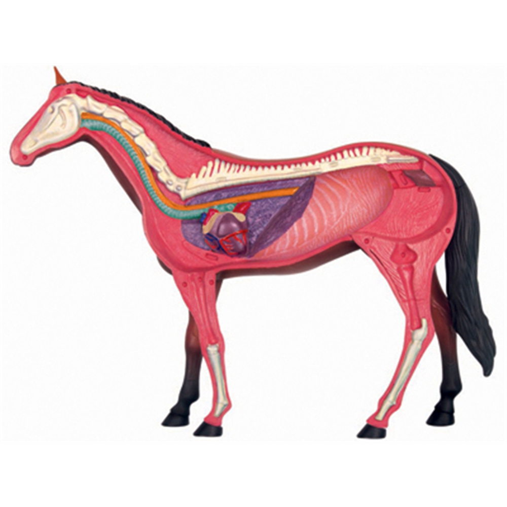 Animal Organ Anatomy Model 4D  - Science Toys avis et prix