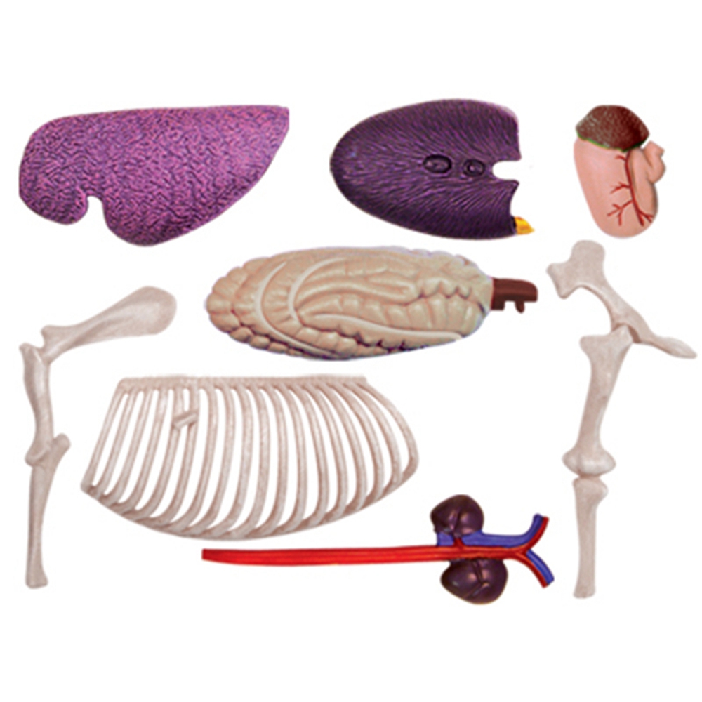 Animal Organ Anatomy Model 4D  - Science Toys avis et prix