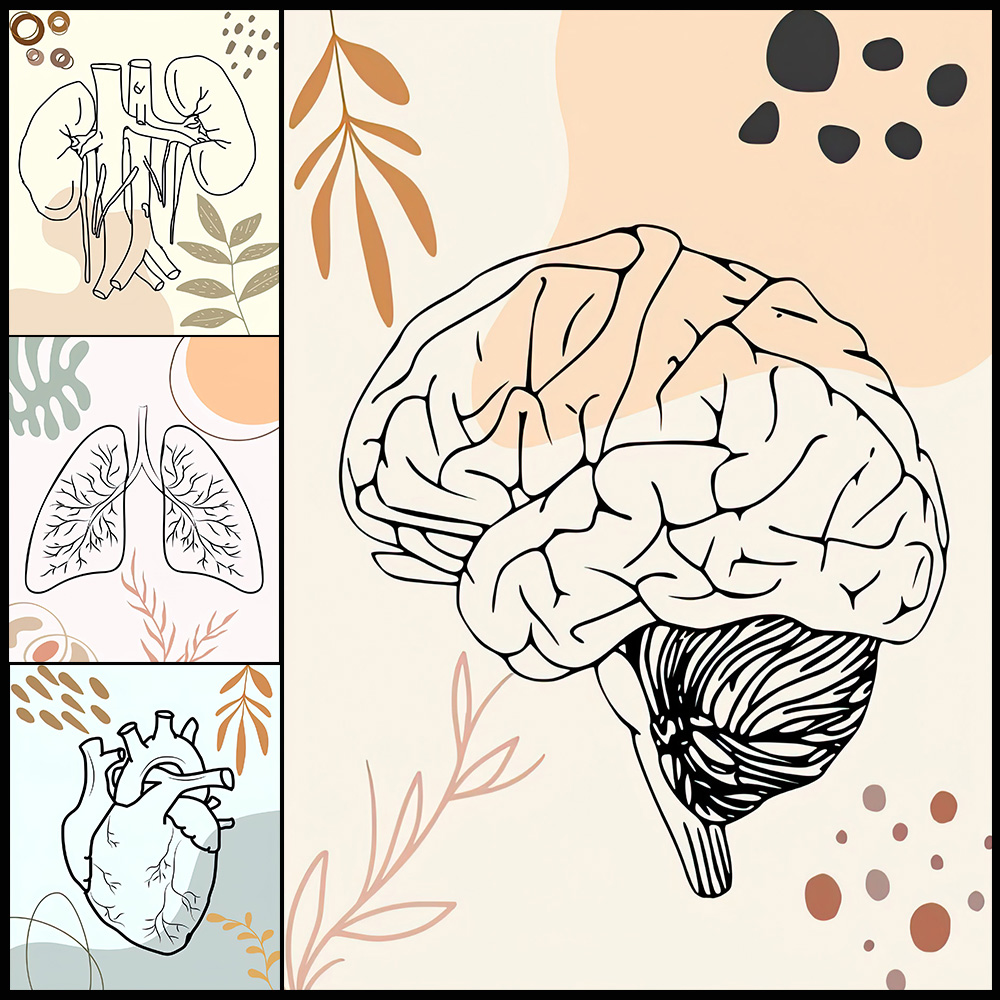 Human Anatomy Science Brain Nu - Science Nursery avis et prix
