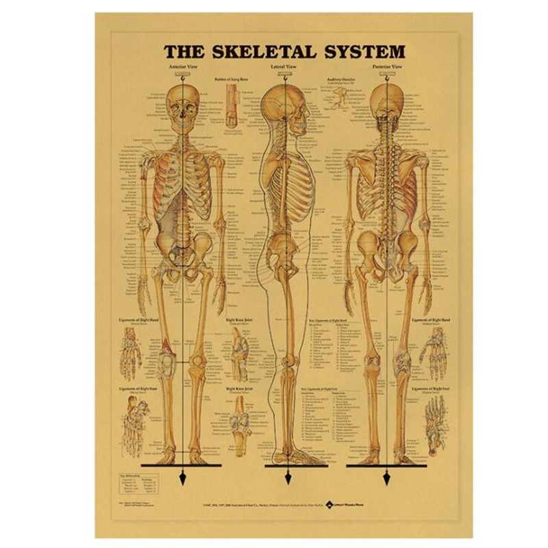 Vintage The Skeletal System Me - Star Map Poster avis et prix