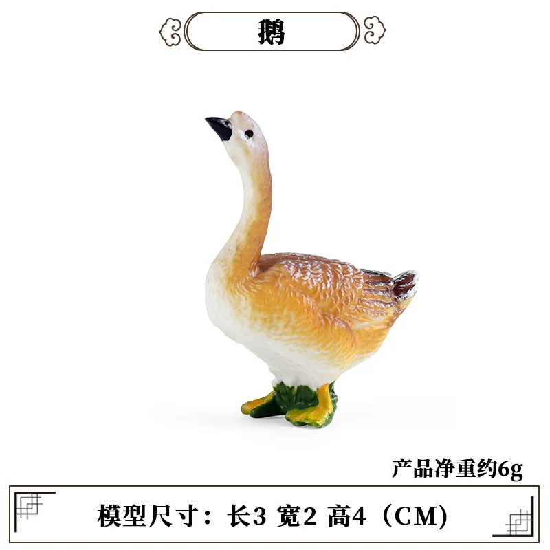 Education Teaching Tool Poultr - Science Toys avis et prix
