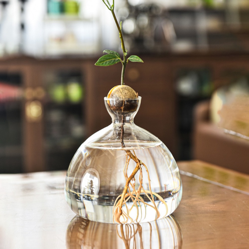 Transparent Avocado Hydroponic - Crystal Growing Kit avis et prix